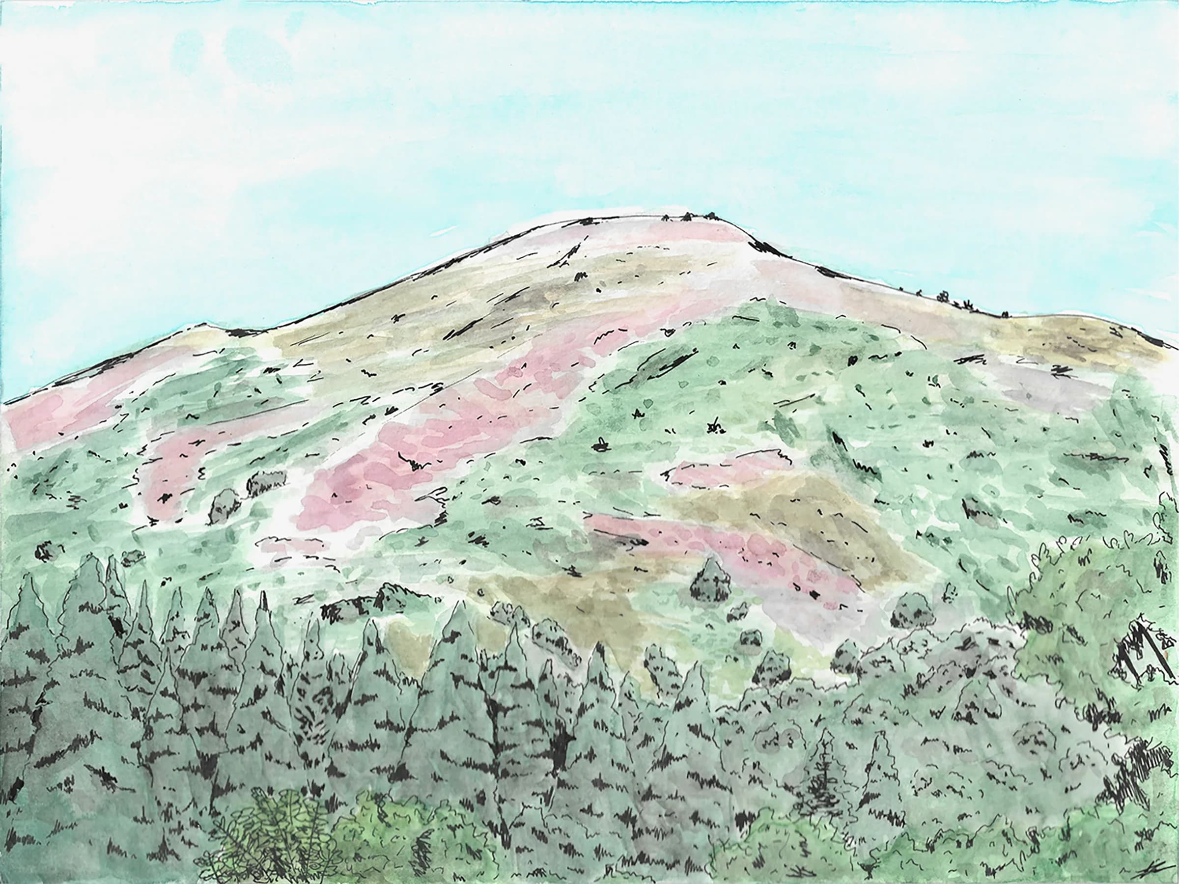 Aquarelle d'une colline couverte de bruyère rose et de sapins, dessinée au liner noir